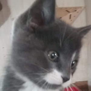 Meet your Posher, Tasha